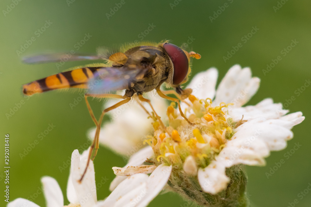 Makroaufnahme einer Wespenfliege