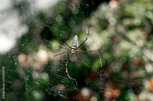 Spider in thailand.