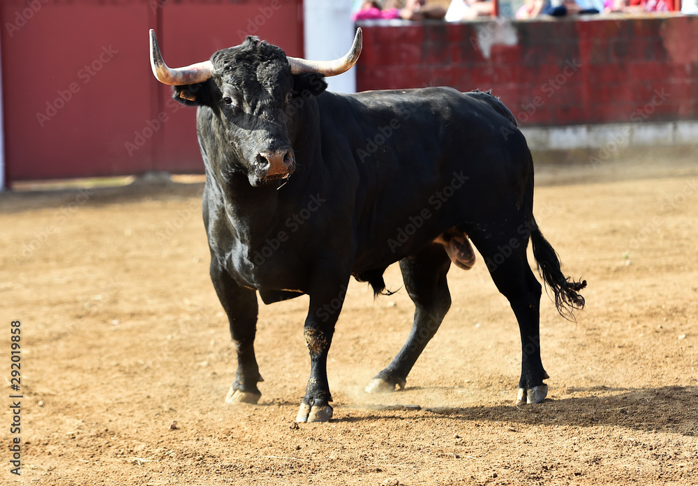bull in spain with big horns in traditional spectacle on bullring