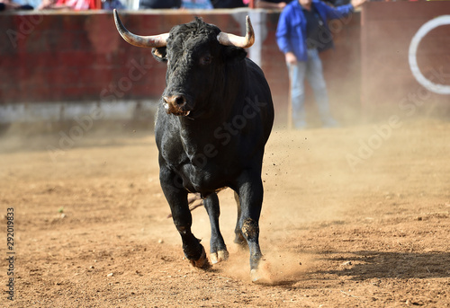 toro en españa corriendo en una plaza de toros en un espectaculo tradicional