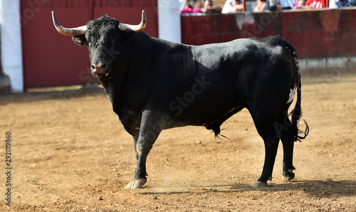 bull in spain with big horns in traditional spectacle on bullring