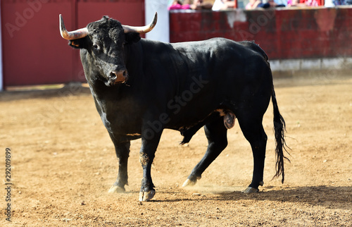 toro en españa corriendo en una plaza de toros en un espectaculo tradicional
