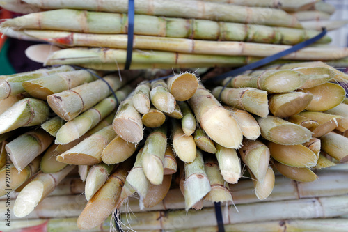 Pile of sugar cane to make garapa photo