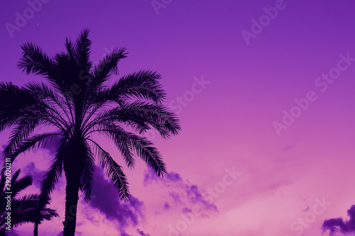 Beautiful date palm tree with a star on colorful sunset sky. Nature background with copy space