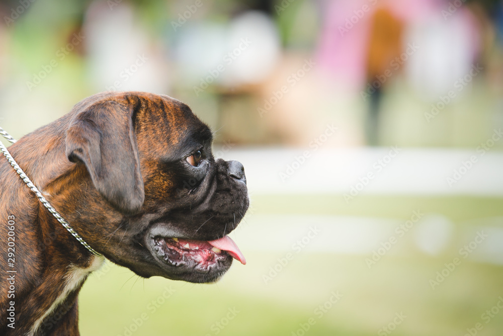 Beautiful boxer portrait dog during a dog show on a leash