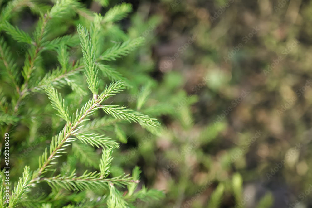 Summer background view from above. Fir tree branch on a blurred background of sunlight Summer background view from above. Fir tree branch on a blurred background of sunlight