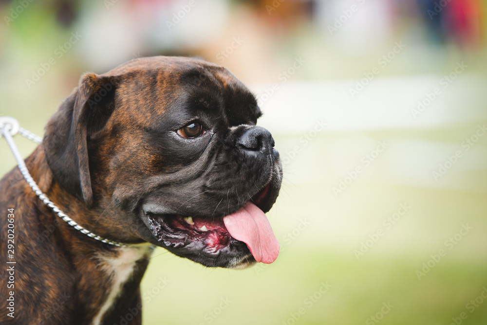 Beautiful boxer portrait dog during a dog show on a leash