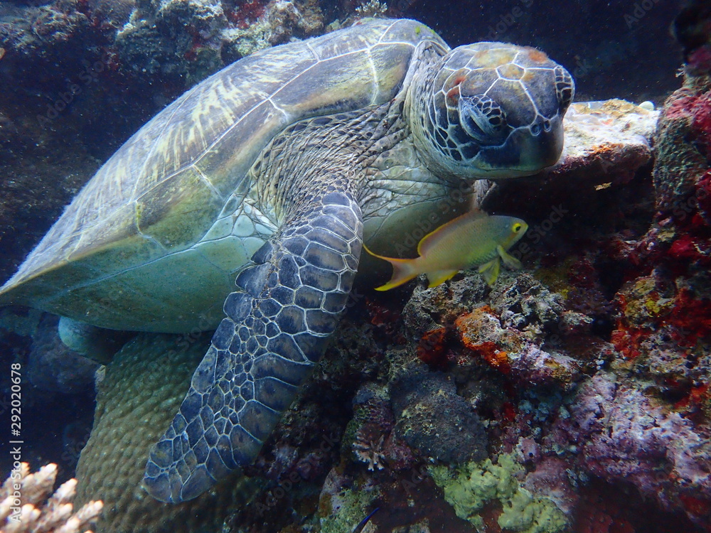 Fototapeta premium sea turtle and diver