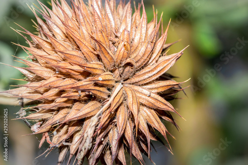 A lion's tail or  wild dagga (Leonotis leonurus) dried flower on the plant, Uganda, Africa photo