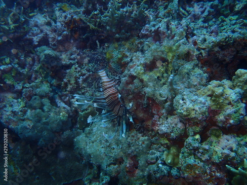 Lion fish in the sea