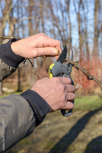 Garden worker cut the trees sprout with secateurs in spring time