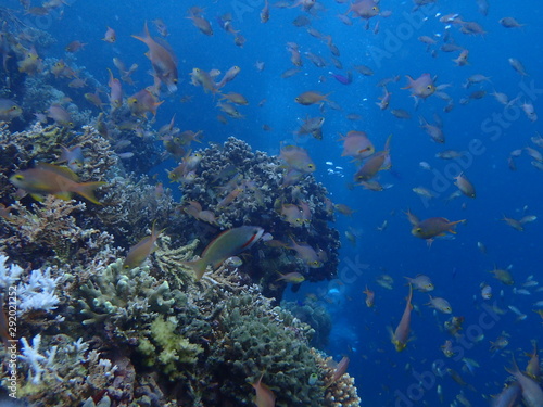 Fototapeta Naklejka Na Ścianę i Meble -  coral reef with tropical fish