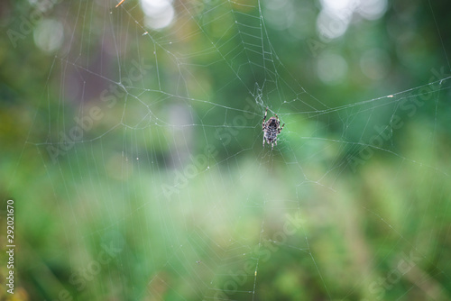 Spider net in the forest isolated