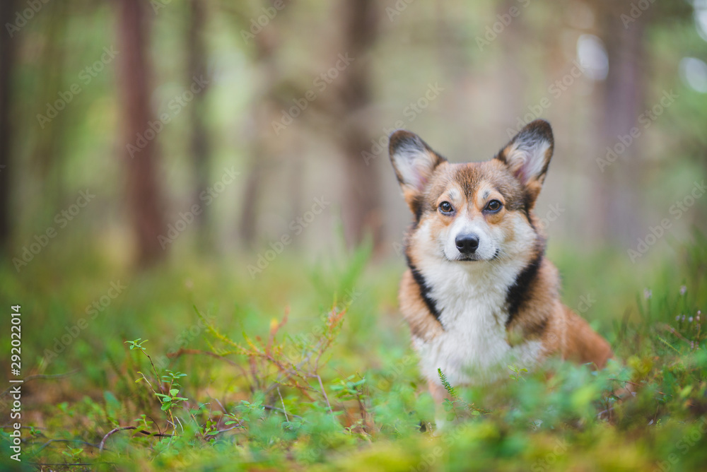 Welsh corgi pembroke dog, in the forest, portrait. Autumn colors Welsh corgi pembroke dog, in the forest, portrait. Autumn colors