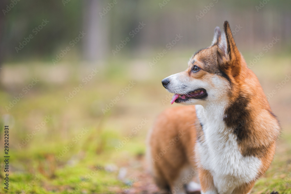 Welsh corgi pembroke dog, sable, standing in the forest, portrait. A dog looking away.  Autumn colors