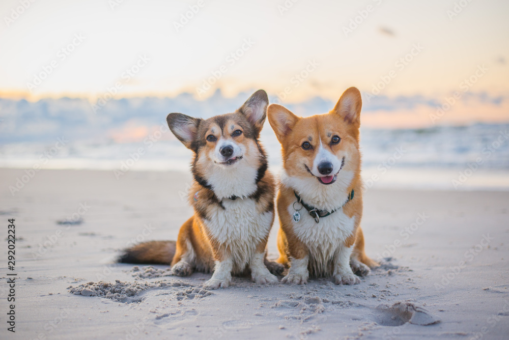 Valokuva Two welsh corgi pembroke dogs sitting next to each other on the  beach at the sea - tilaa netistä Europosters.fi