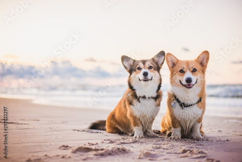 Two welsh corgi pembroke dogs sitting next to each other on the beach at the seaside, very happy during vacations