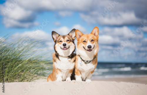 Two welsh corgi pembroke dogs sitting next to each other on the beach at the seaside, very happy during vacations photo