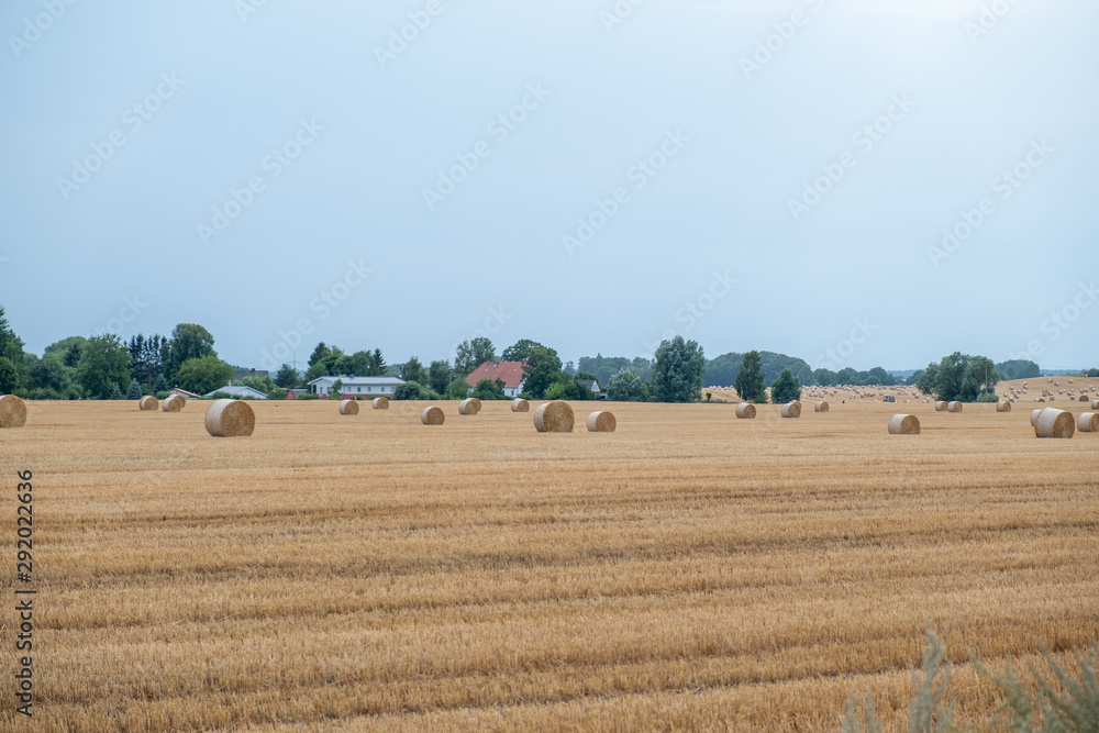 Fototapeta premium Round straw bales after harvesting in a field during the day.
