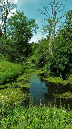 river in the forest