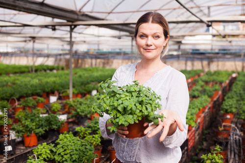 Portrait of smiling young woman gardener holding  peppermint seedlings in pot
