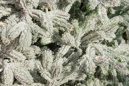Fototapeta Naklejka Na Ścianę i Meble -  texture background of a snowee furry tree branches for a Christmas card
