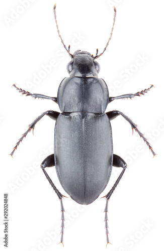 Poecilus punctulatus is a species of ground beetle belonging to the family Carabidae. Isolated ground beetle on white background.