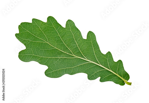 Oak green leaf isolated on white background, back side.