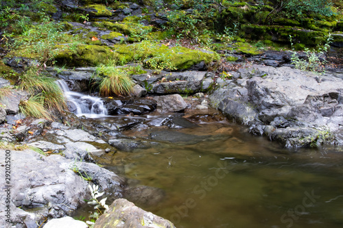 stream in forest