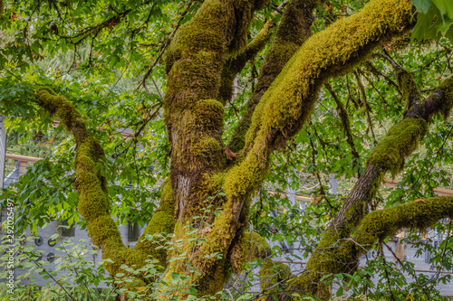 tree in the forest