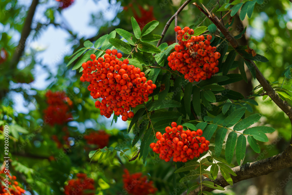 Bunches of red mountain ash on branches. Autumn landscape. Bunches of red mountain ash on branches. Autumn landscape.