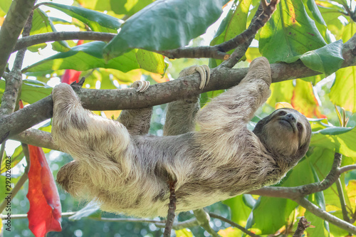 Brown-throated three toed sloth in Rainforest of Costa Rica photo