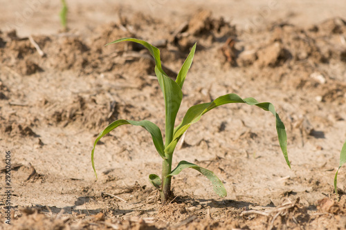Young Corn Plant