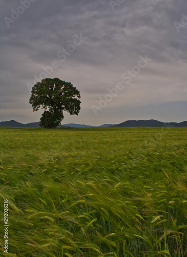 single tree in the field photo