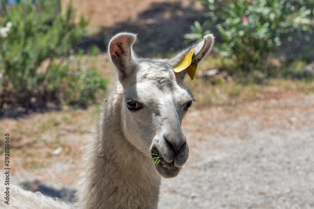 White llama portrait on Corsica island, France. White llama portrait on Corsica island, France.