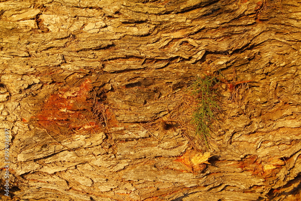 Wooden Texture Background.Cropped Shot Of A Textured Background. Wooden Texture Background.Cropped Shot Of A Textured Background.