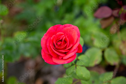 a beautiful rose in the garden