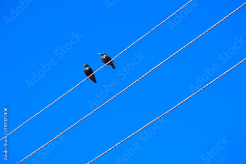 two eagles on a blue sky background.