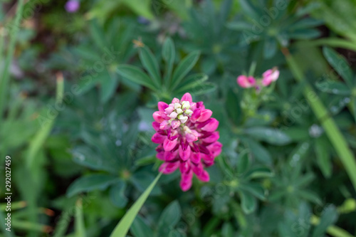 lupinia in the grass after the rain