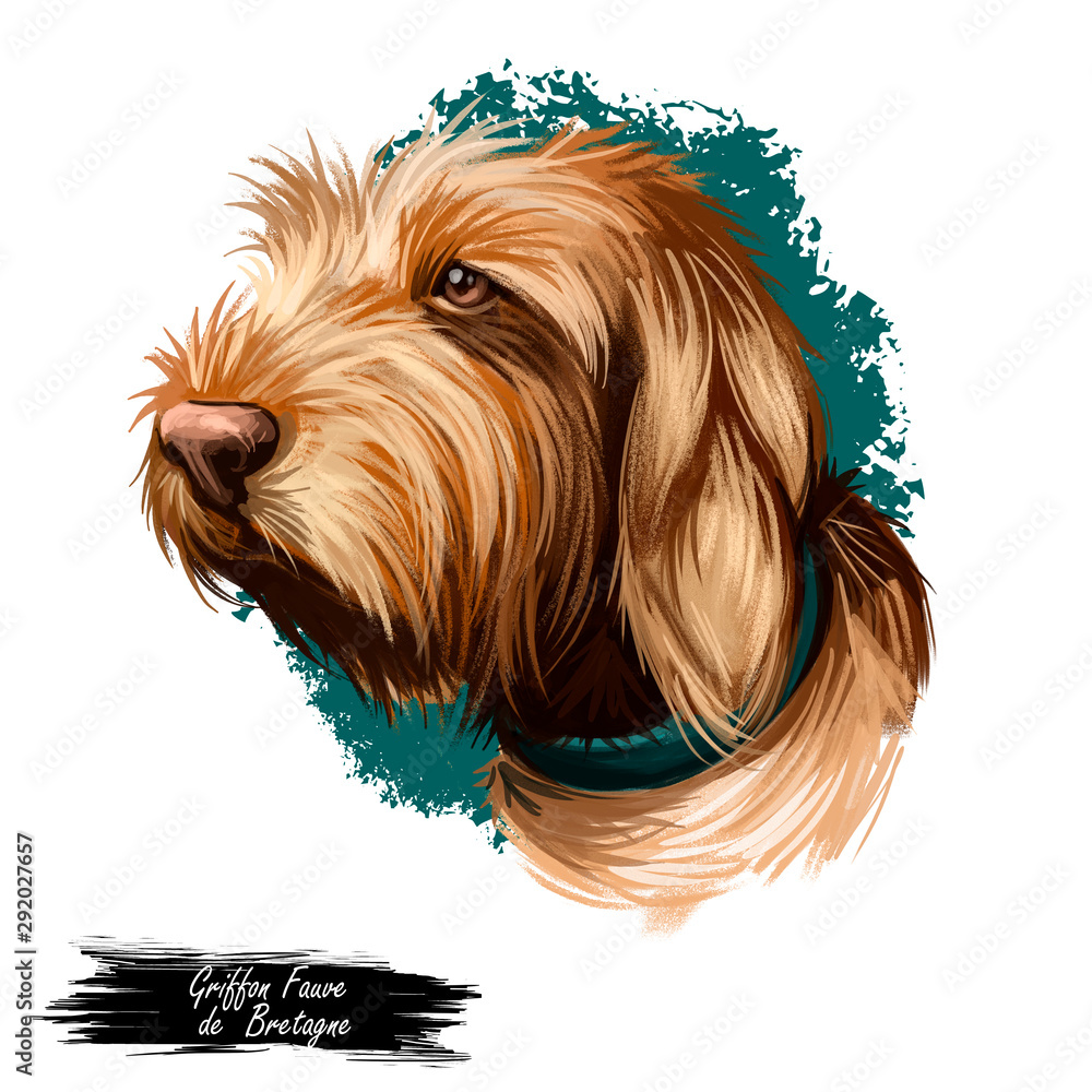 Φωτογραφία Griffon Fauve de Bretagne, Fawn Brittany Griffon dog digital art illustration isolated on white background