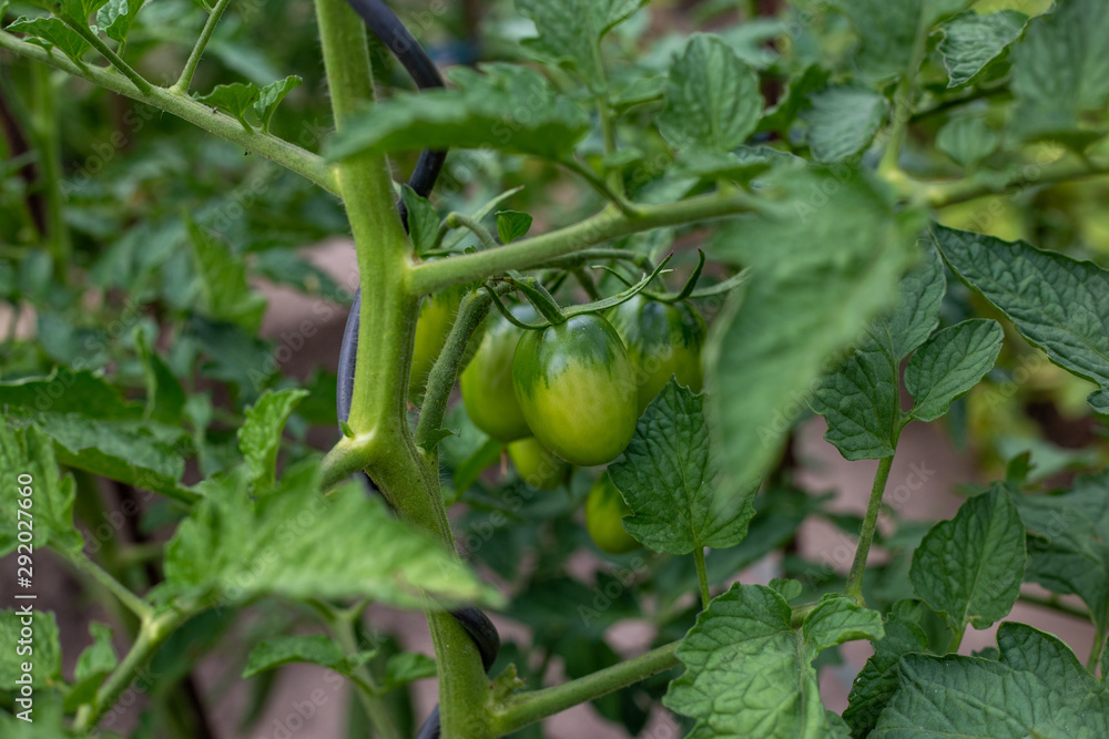 Fototapeta premium home-grown unripe tomatoes in the garden on the bush