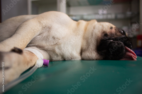 a dog under anesthesia is lying on a mattress with intravenous catheter in the paw of the dog. selective focus on catheter.