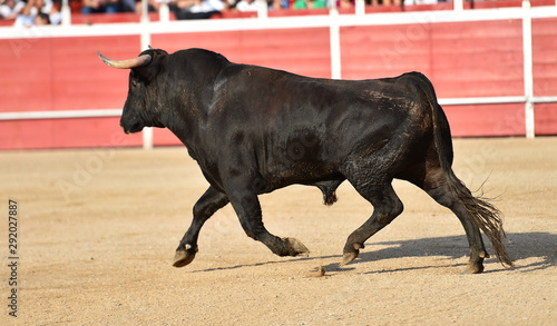 toro español en un tradicional espectaculo en una plaza de toros
