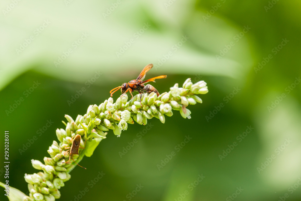 Fototapeta premium Vimrul on the Wildflower