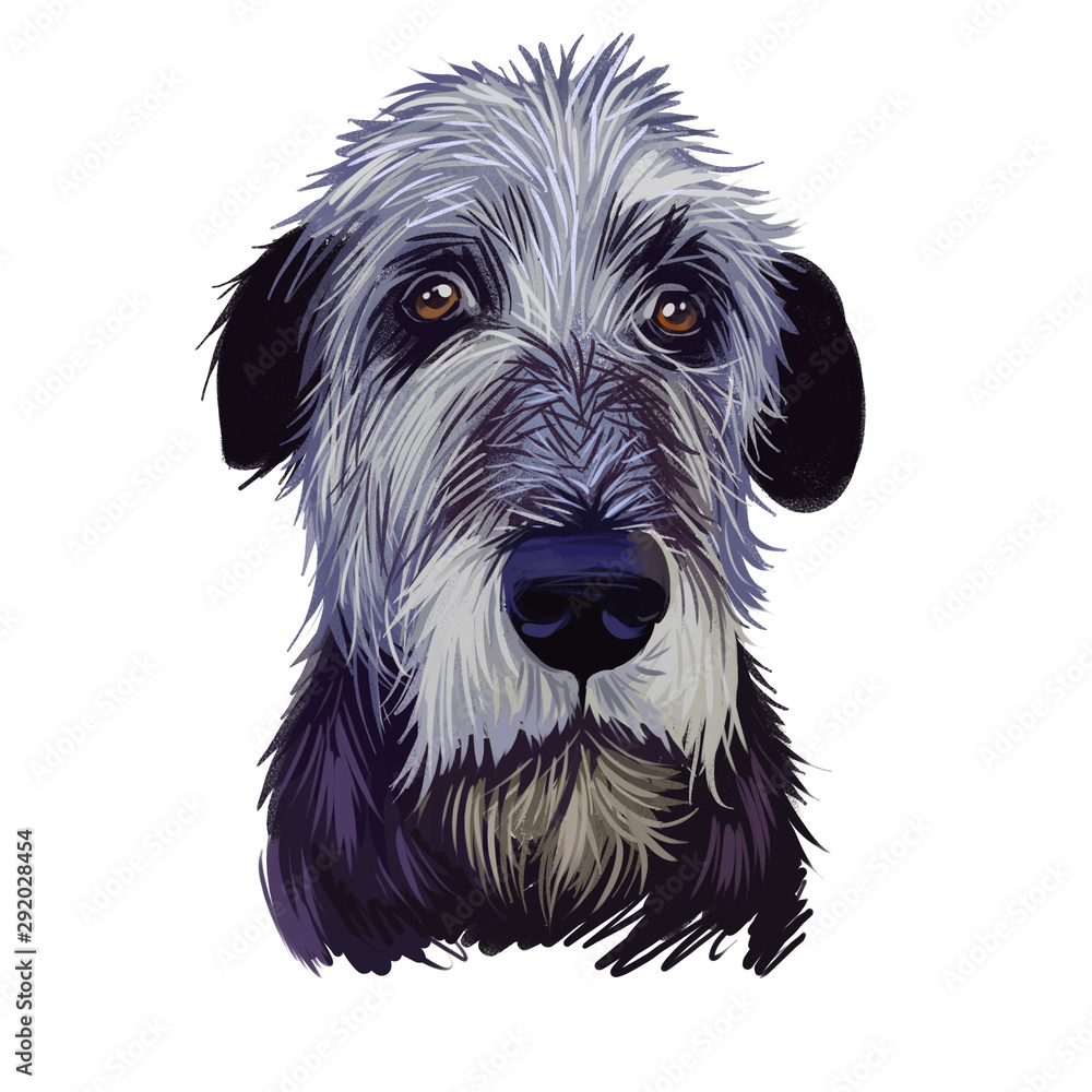 Irish Wolfhound, Cu, Cu Faoil dog digital art illustration isolated on white background. Ireland origin sighthound and pariah dog. Pet hand drawn portrait. Graphic clip art design for web print.