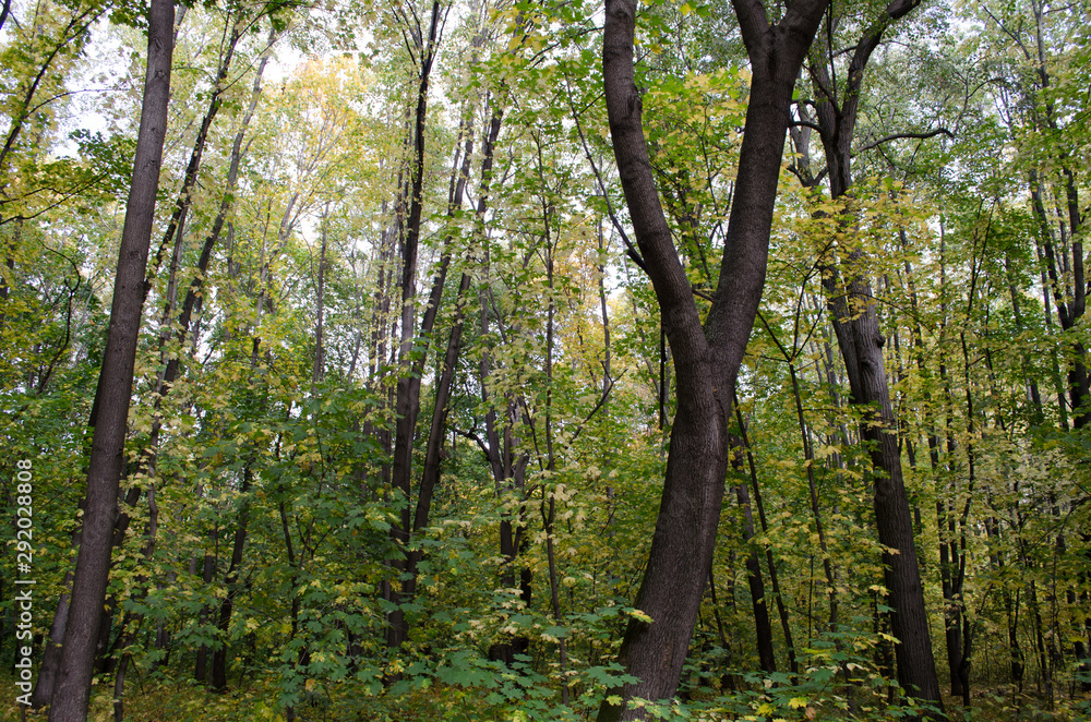 Fototapeta premium trees in the forest
