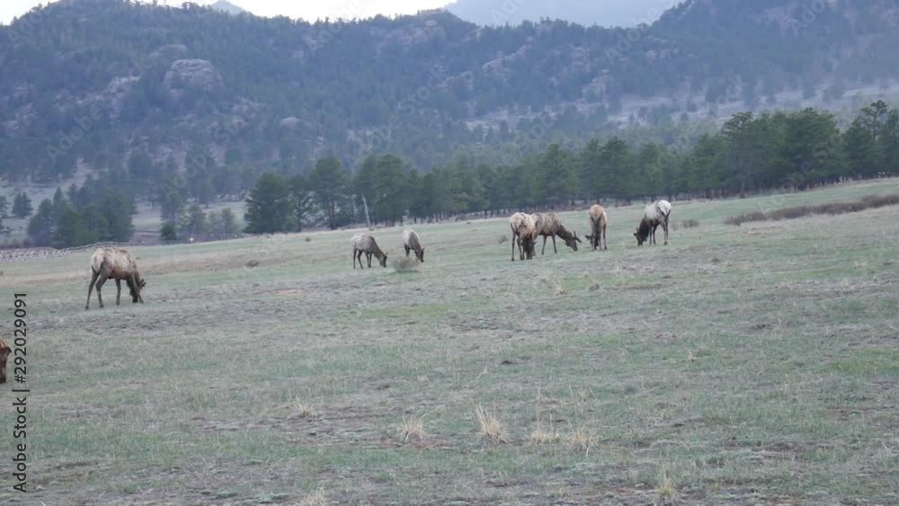 Field of grazing elk with mountains in the background, panning left to right Field of grazing elk with mountains in the background, panning left to right