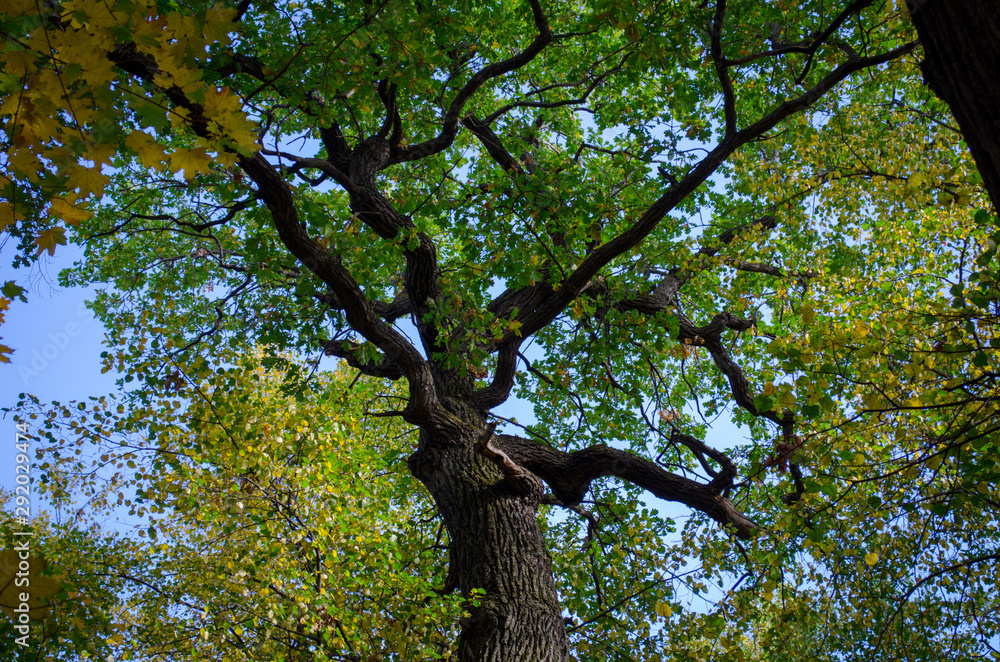 Fototapeta premium tree with green leaves