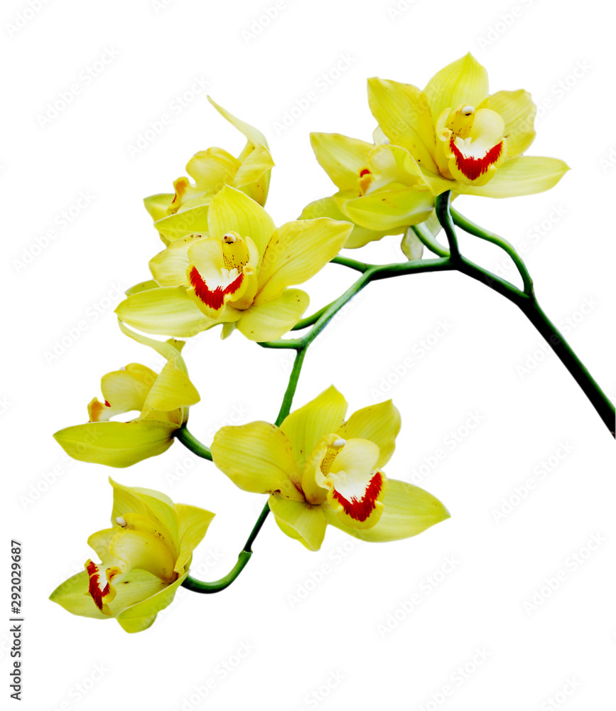 Obraz premium A bunch of yellow orchids isolated on white
