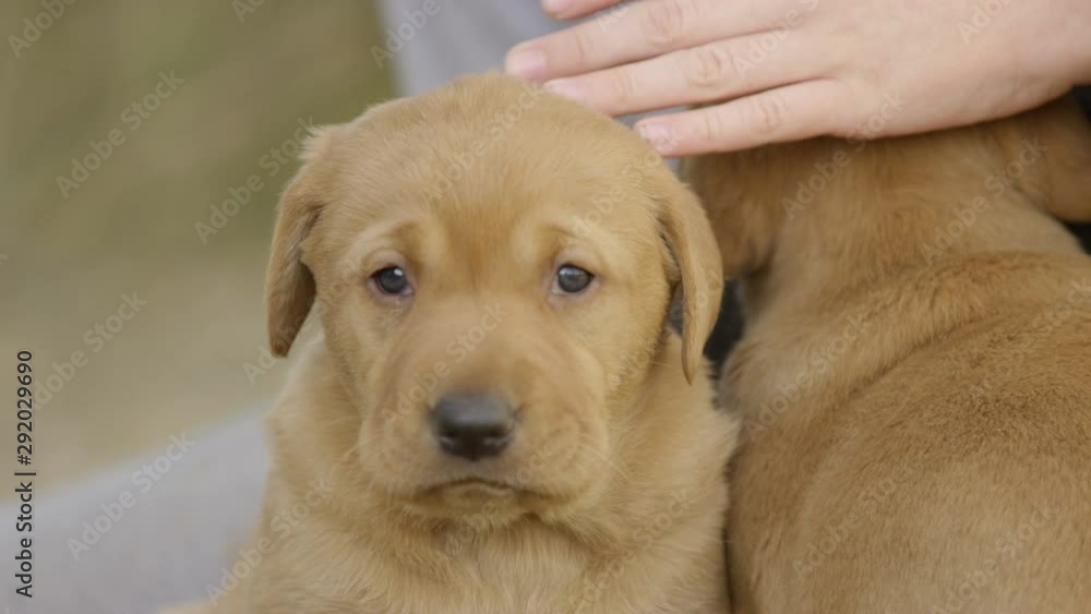Petting Puppies Petting Puppies